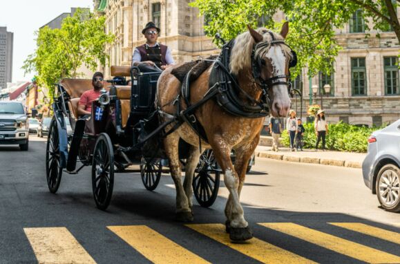Cavalo a transportar turistas numa carruagem