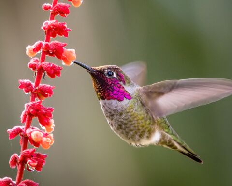 colibri beija-flor