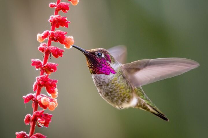 colibri beija-flor