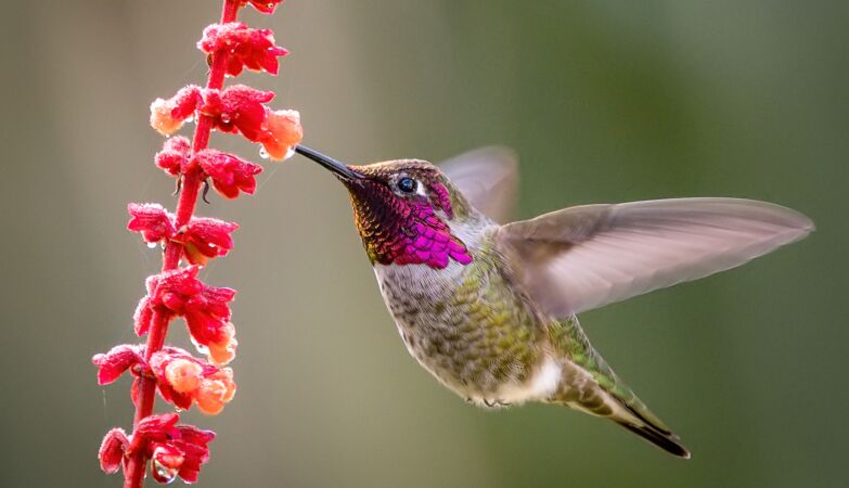 colibri beija-flor