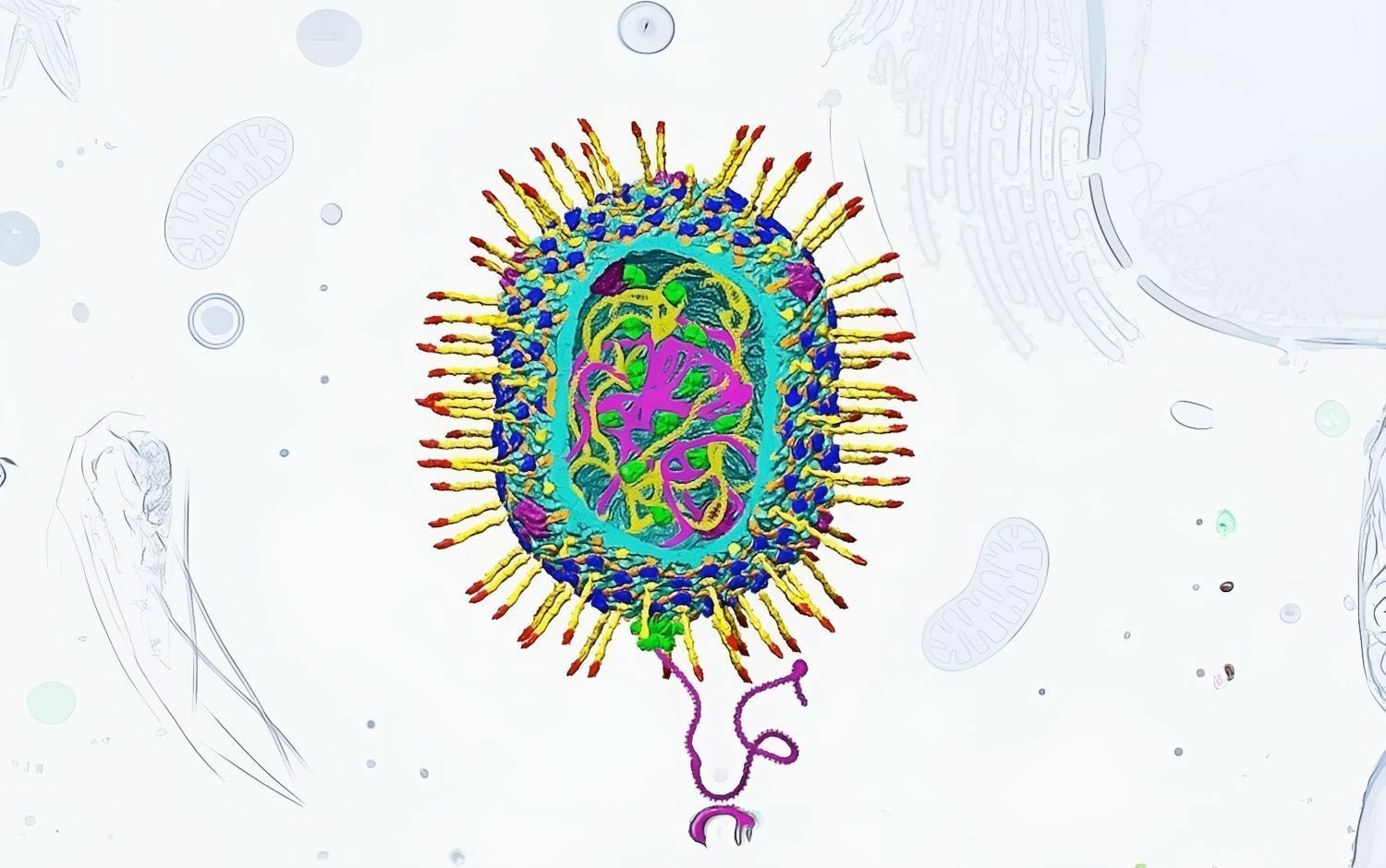 Un virus avanzado con veinte veces más ADN podría revolucionar la terapia génica