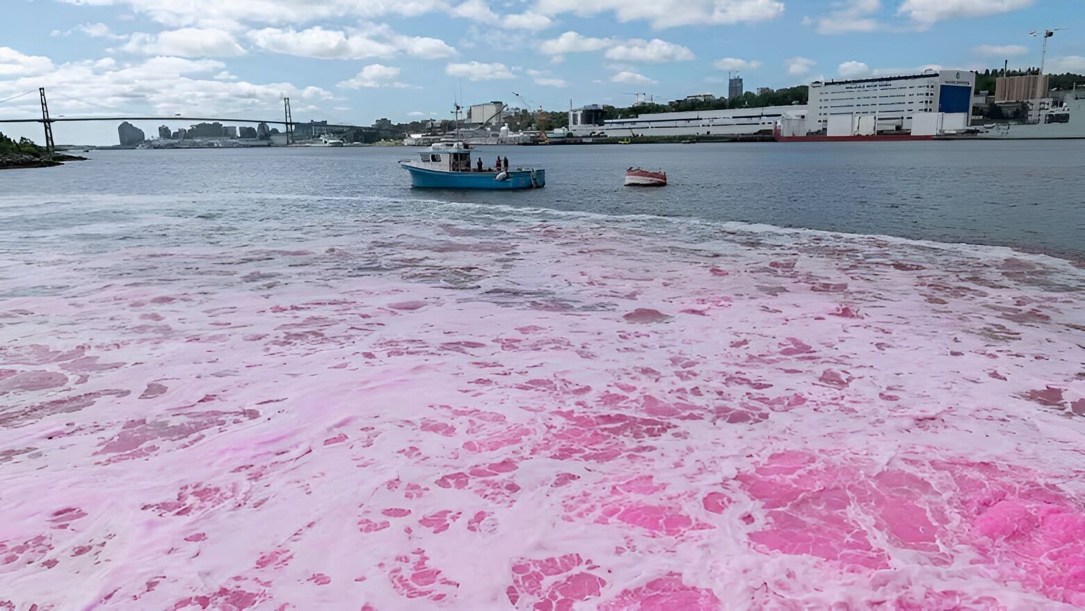 For science, the scientists dyed the port pink
