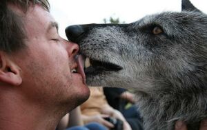 O misterioso animal híbrido de raposa e cão encontrado em estrada