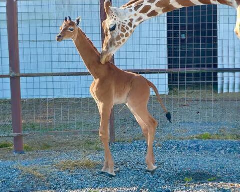 girafa sem manchas