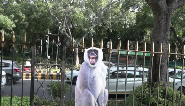 A CADA SEGUNDO QUE PASSA ESSE NOVO MACACO CRESCE CADA VEZ MAIS NO