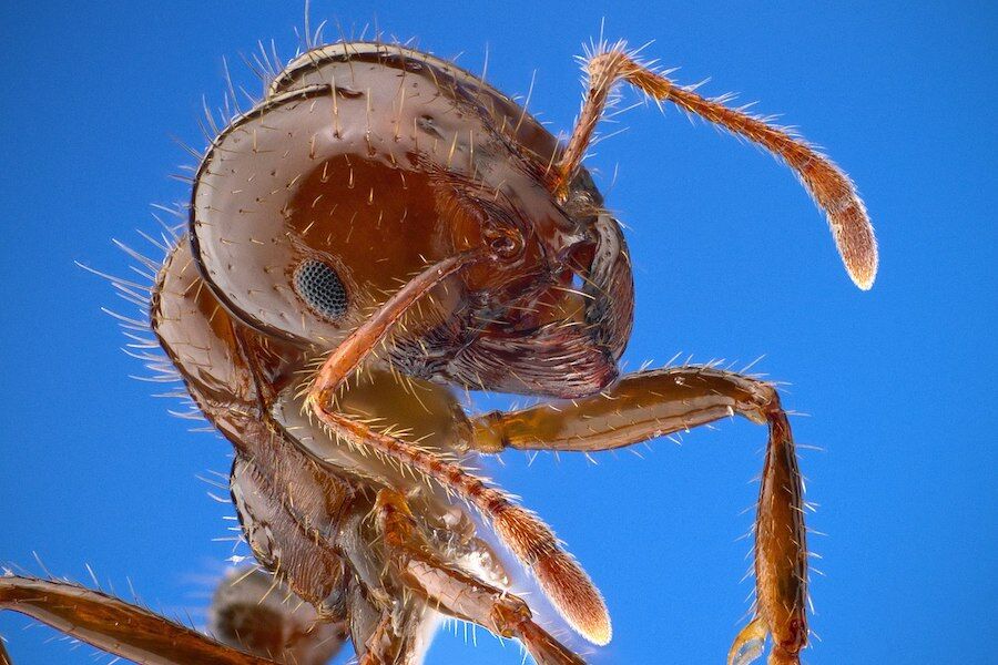 Las agresivas hormigas bravas están invadiendo Europa.  “Los científicos temían este día”