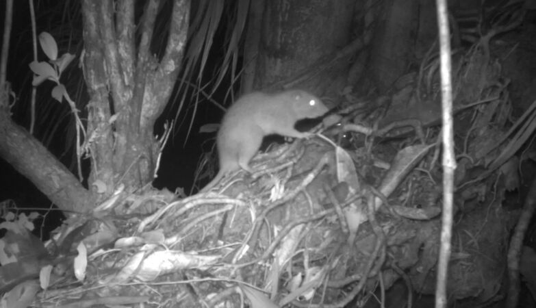 Nova York rato gigante é visto em loja 