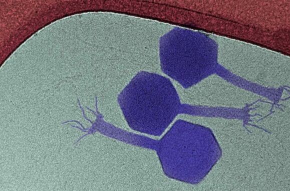 O paride (a roxo) é um dos poucos fagos que atacam bactérias dormentes