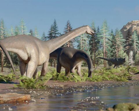 Sidersaura marae sauropoda dinossauro