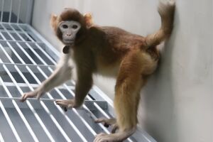macaco reso clone clonado