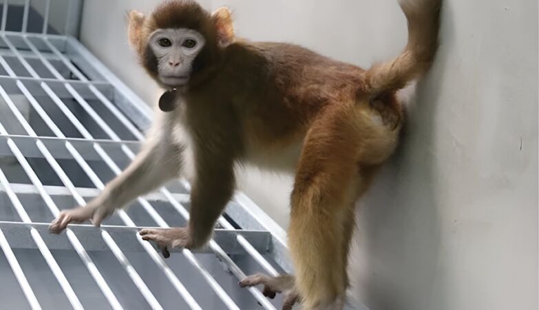 macaco reso clone clonado