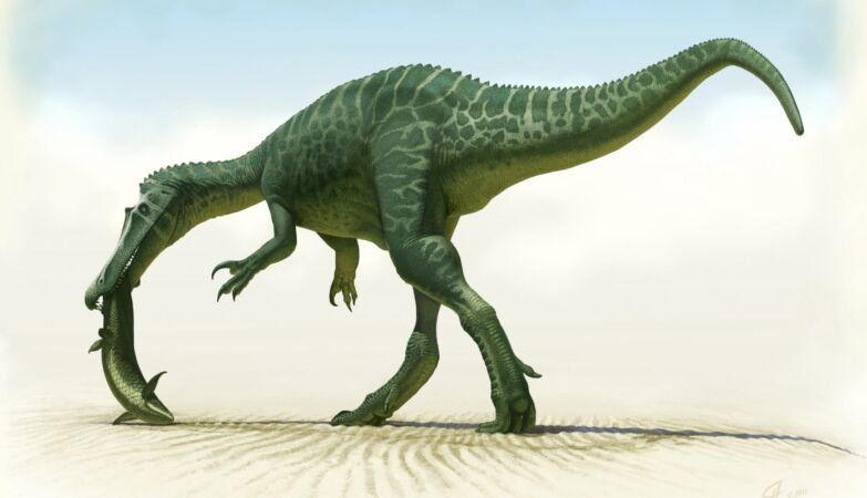 Identificada en España una nueva especie de dinosaurio espinosáurido