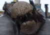 "Um em mil milhões". Crânio gigante de monstro marinho bate recorde mundial