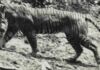 Pensava-se que este tigre estava extinto. Depois foi encontrado um único fio de pelo
