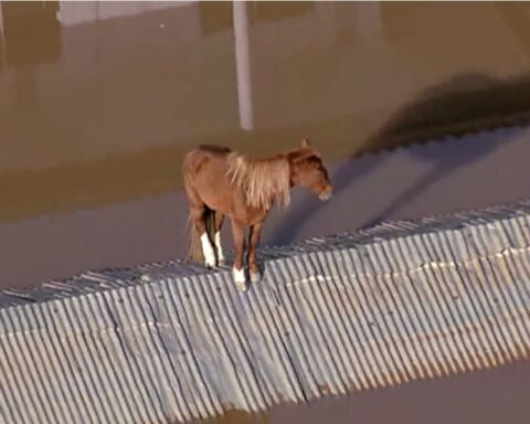 O cavalo "Caramelo" foi resgatado nas grandes inundações do Rio Grande do Sul.