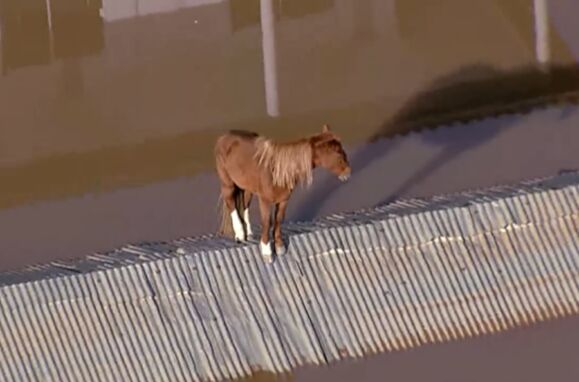 O cavalo "Caramelo" foi resgatado nas grandes inundações do Rio Grande do Sul.