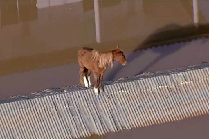 O cavalo "Caramelo" foi resgatado nas grandes inundações do Rio Grande do Sul.
