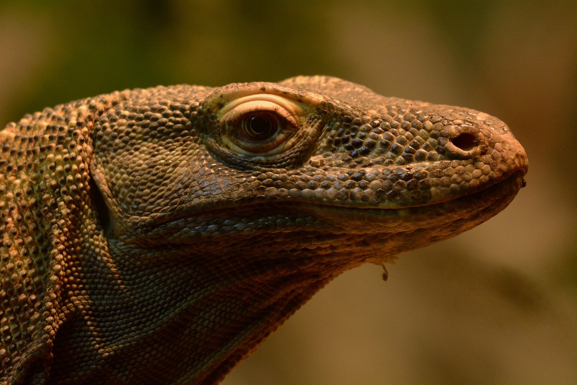 Komodo dragons have teeth covered in orange iron.