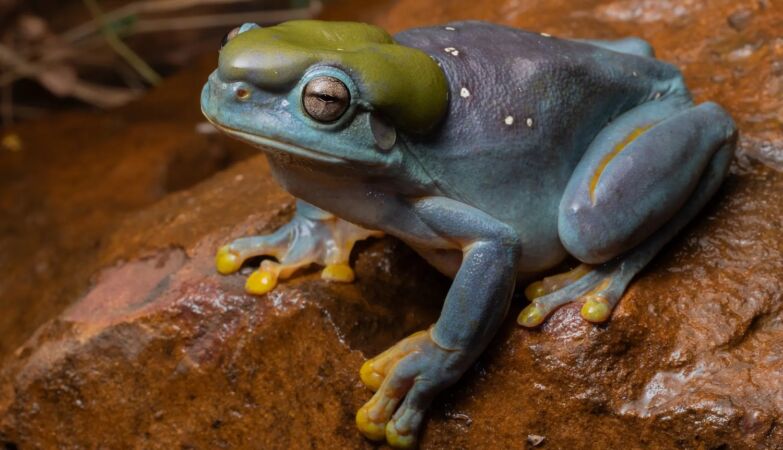 Espécime de rã-arborícola-magnífica (Litoria splendida) azul encontrada na Austrália