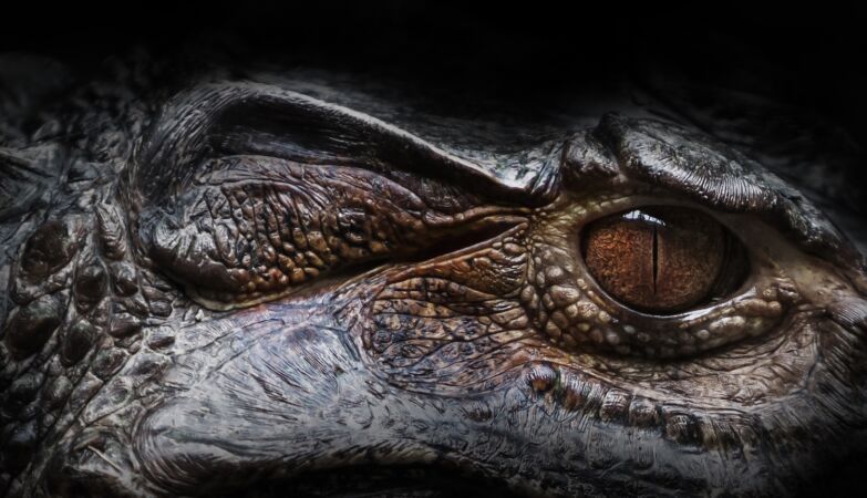 Nueva especie de cocodrilo antiguo descubierta en España