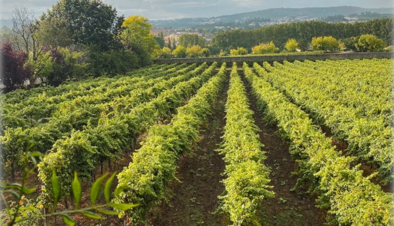 Vinhas da Aveleda, dona dos vinhos Casal Garcia.