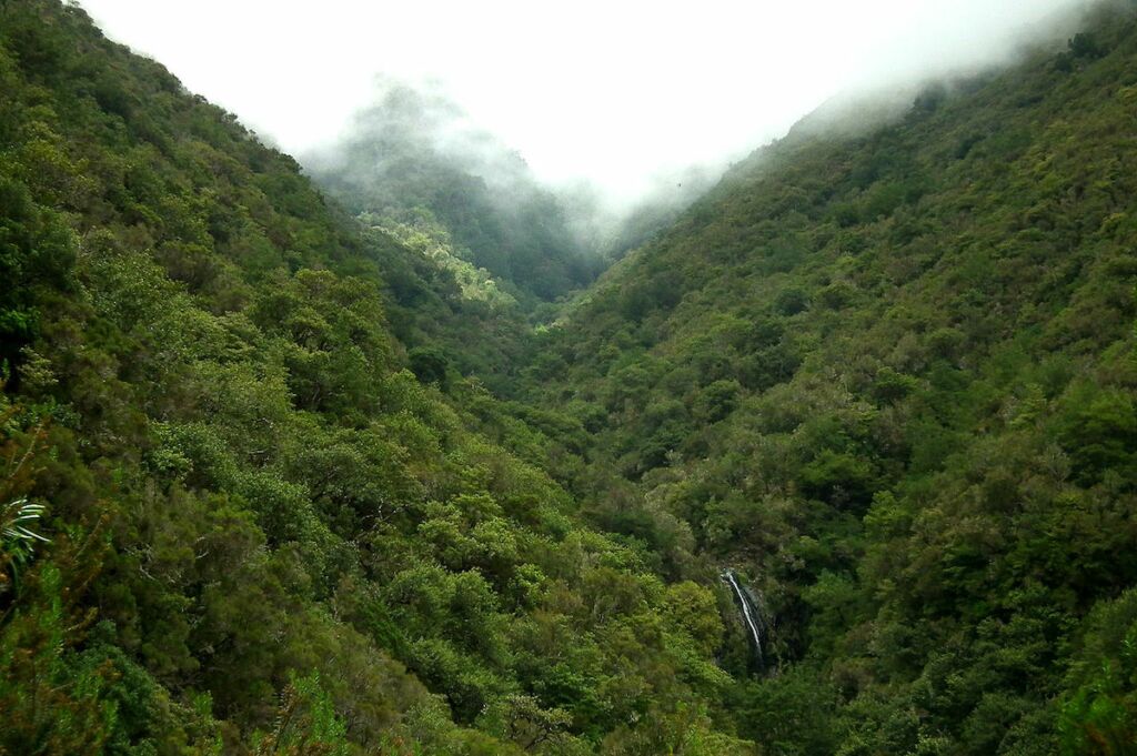 Floresta Laurissilva da Madeira