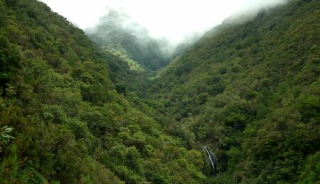 Floresta Laurissilva da Madeira