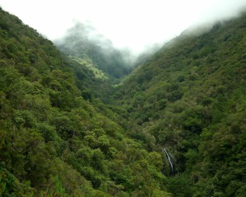 Floresta Laurissilva da Madeira