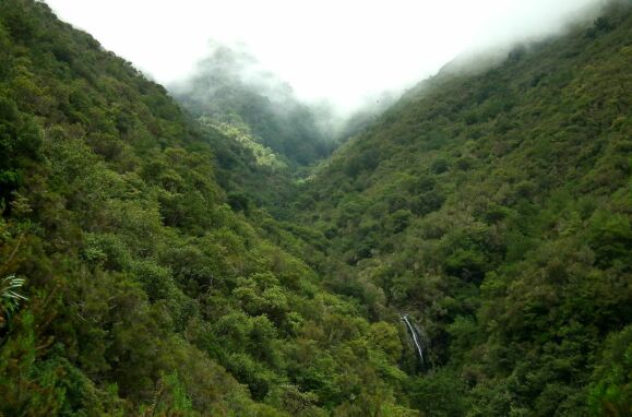 Floresta Laurissilva da Madeira