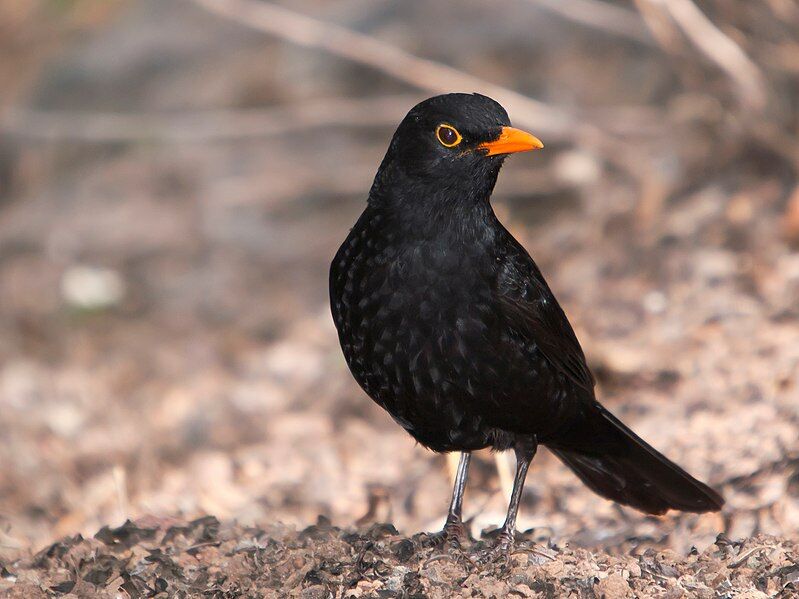 After all, birds don't escape the winter to save energy