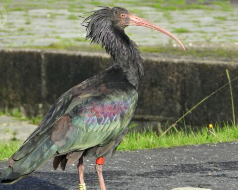 A ave íbis-eremita que já esteve em risco de extinção avistada na foz do rio Minho.