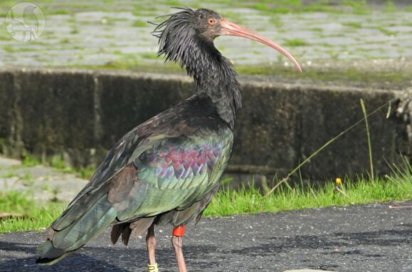 A ave íbis-eremita que já esteve em risco de extinção avistada na foz do rio Minho.