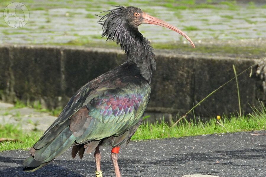 A ave íbis-eremita que já esteve em risco de extinção avistada na foz do rio Minho.