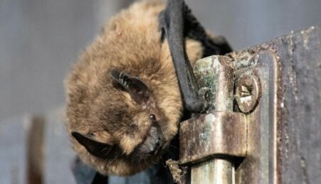 Morcego-pipistrelle japonês (Pipistrellus abramus).