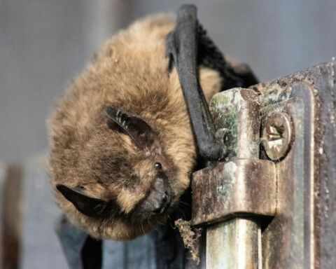 Morcego-pipistrelle japonês (Pipistrellus abramus).