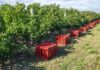 "Problema terrível" (e uma injustiça): EUA já pararam encomendas de vinhos portugueses