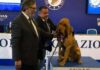 Morreu Bruno, o cão-herói. Foi assassinado com salsichas cheias de pregos