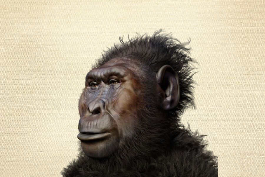 Araçları ilk kullanan biz değildik: bu bizim “kardeşlerimiz”, paranthropus, çalışmayı öneriyor