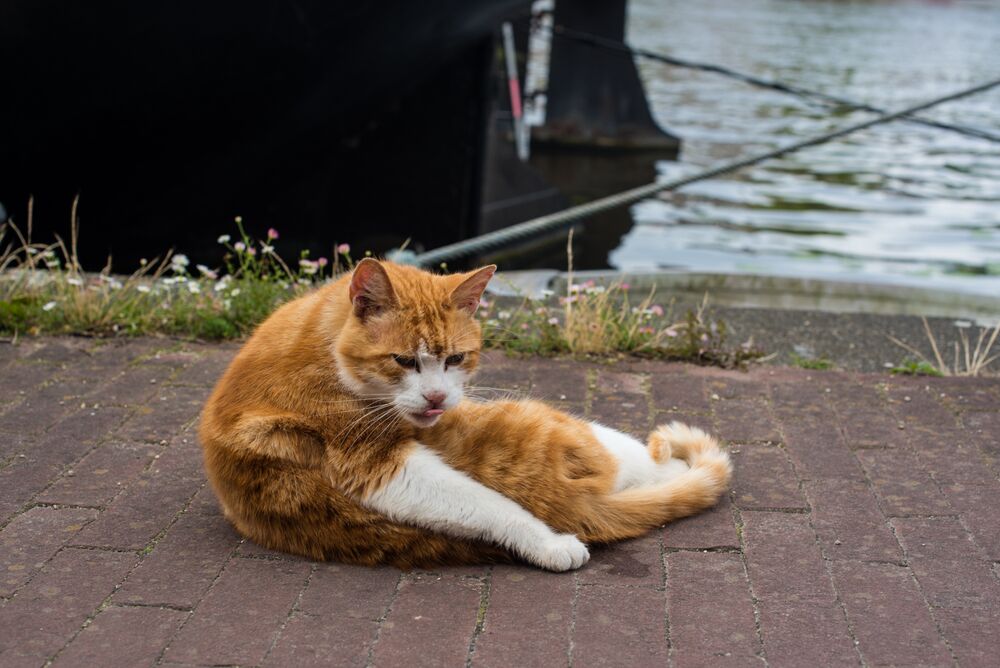 Amsterdam, kanallarda mini oklu kedilerden özür diliyor