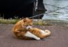 Amesterdão está a pedir desculpa aos gatos com mini-escadas nos canais