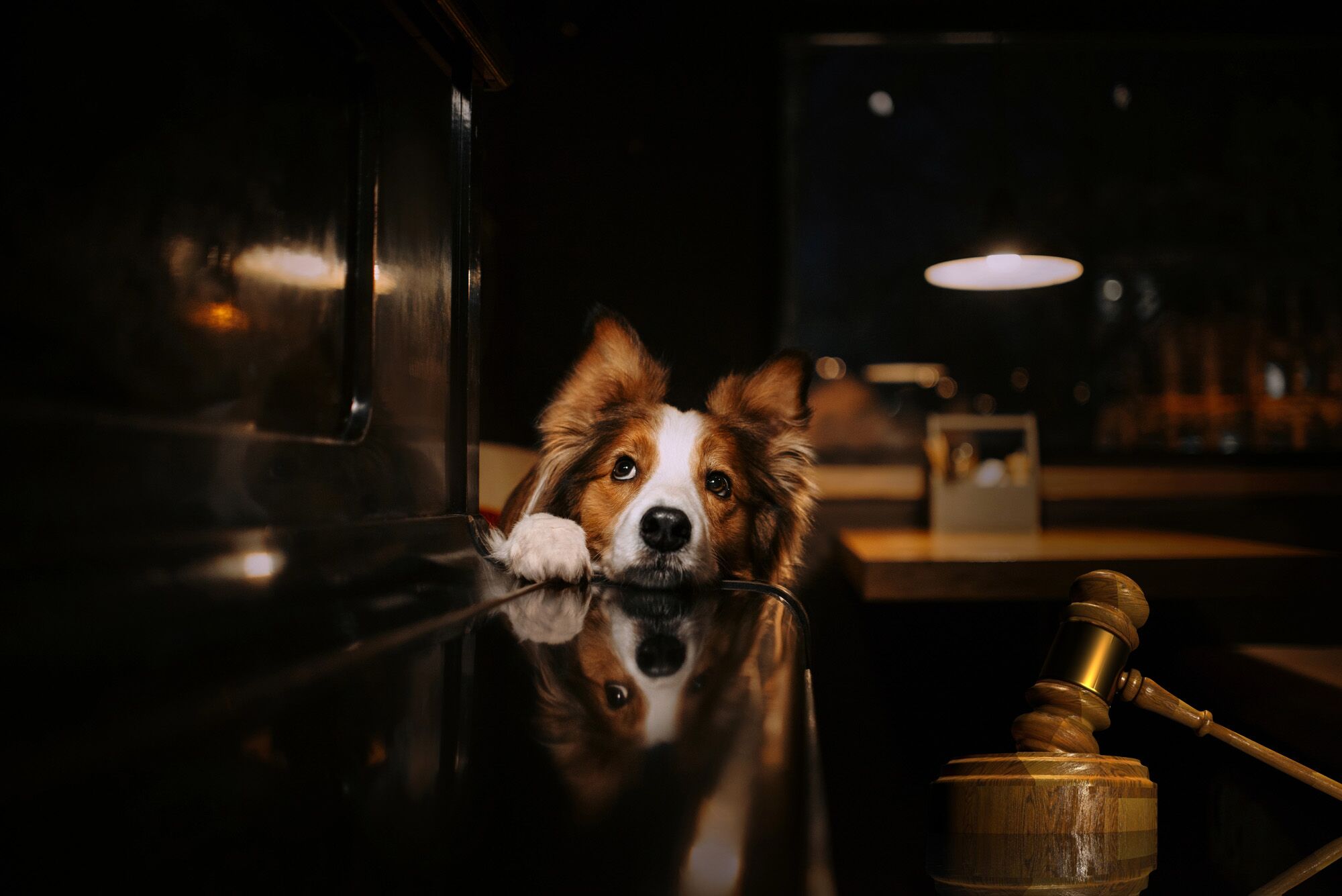 Mahkeme, yıllarca komşulardan gelen gürültü şikayetlerinden sonra apartman köpeğini çıkarır
